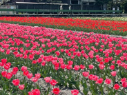 東京都羽村市近辺の画像