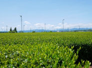 埼玉県入間市近辺の画像