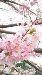 栃木県小山市近辺の画像
