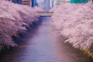 東京都目黒区近辺の画像