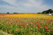 埼玉県鴻巣市近辺の画像