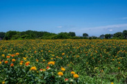 埼玉県桶川市近辺の画像