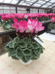 埼玉県狭山市大字中新田近辺の画像