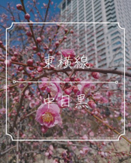 中目黒近辺の画像