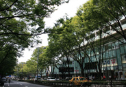 表参道近辺の画像