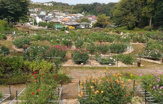その他 町田薬師池公園 四季彩の杜 ダリア園