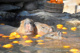 伊豆シャボテン動物公園の画像