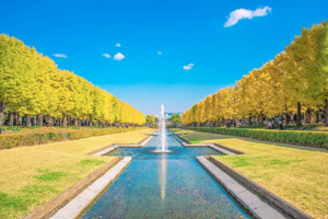 国営昭和記念公園の画像