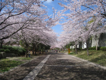 おゆみ野はるのみち公園
