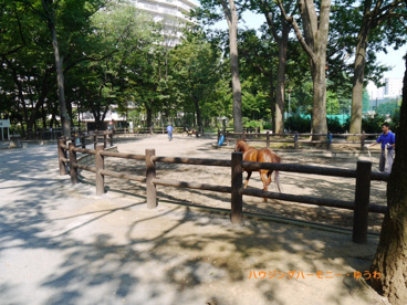 板橋区立 東板橋公園の画像5