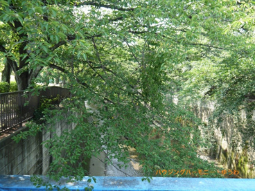 板橋区立 加賀公園の画像3