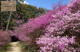 広田山公園の画像