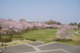 絹の台桜公園の画像