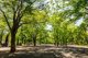 都立善福寺公園の画像