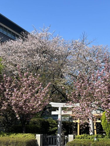 千住大橋さくら公園・櫻神社