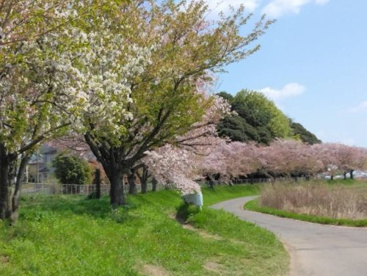 春おか広場 花畑の画像1