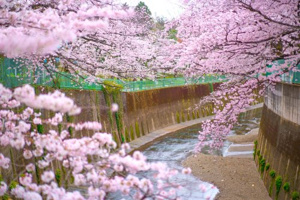 石神井川の画像