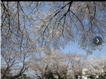 柳町南公園