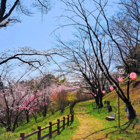 さくらの山公園の画像1