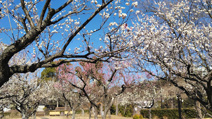 公園 若宮公園