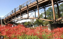 巾着田曼珠沙華公園