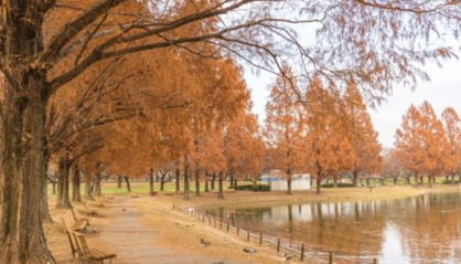 府川公園の画像1