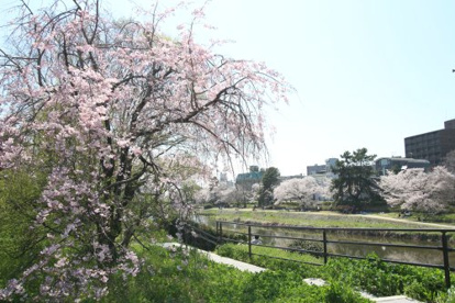 賀茂川の画像1