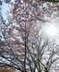 興浜西公園の画像