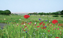 安比奈親水公園