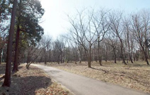 公園 ふれあいの森