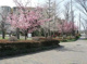 柏山公園の画像