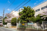 市川市立市川小学校