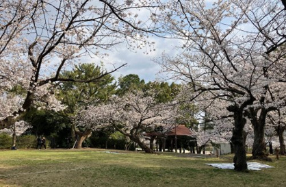 山王公園の画像1