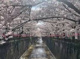 目黒川の画像