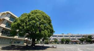 町田市立忠生小学校の画像1
