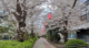 大島緑道公園の画像