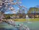 都立代々木公園 中央広場の画像