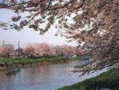 元荒川沿いの広場の画像3