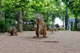 井の頭自然文化園の画像