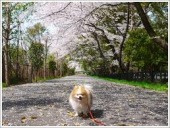 大宮公園の画像1