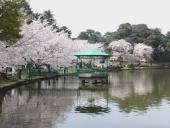 大宮公園の画像3