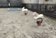 平野第２公園の画像
