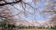 みずほ台中央公園の画像