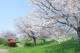 上寺山桜堤(公園）の画像