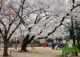 井草さくら公園の画像