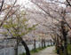 天井川公園の画像