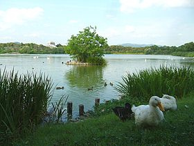 昆陽池公園の画像1