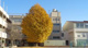 横浜市立城郷小学校の画像