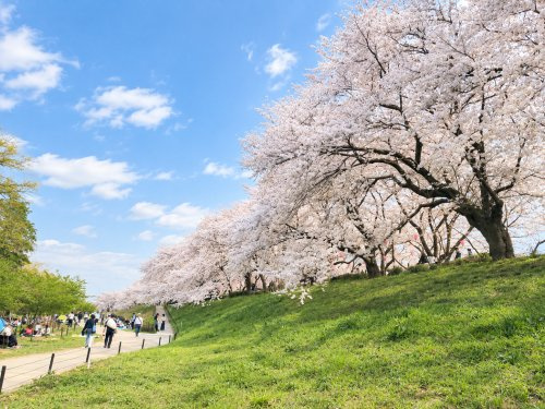 権現堂桜堤の画像