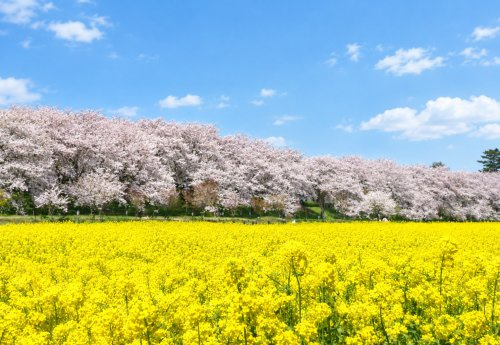 権現堂桜堤の画像
